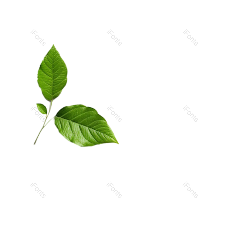 叶子图片,装饰元素,元素PNG,绿叶免抠素材